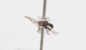  (Microcephalops sp. ZUR4 - INB4408052)  @11 [ ] No Rights Reserved (2015) Unspecified CNC