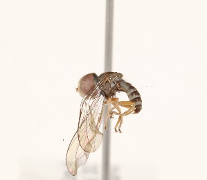  (Elmohardyia sp. ZUR6 - INB4434324)  @11 [ ] No Rights Reserved (2015) Unspecified CNC
