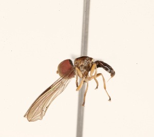  (Elmohardyia sp. ZUR9 - INB4440275)  @12 [ ] No Rights Reserved (2015) Unspecified CNC