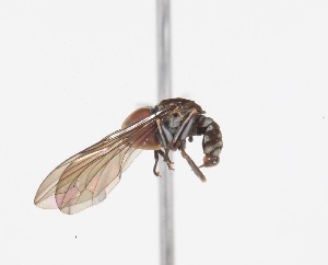  (Elmohardyia sp. ZUR7 - INB4442529)  @11 [ ] No Rights Reserved (2015) Unspecified CNC