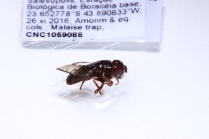  (Serichlamys spathulata - CNC1059088)  @11 [ ] No Rights Reserved (2018) Unspecified CNC