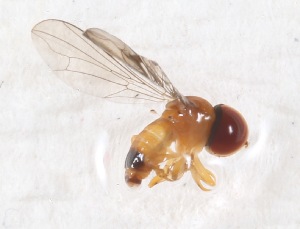  (Microcephalops sp. AU1 - CNC457401)  @12 [ ] No Rights Reserved (2015) Unspecified CNC