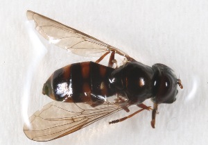  (Platycheirus unknown sp. 6 - CNC457488)  @11 [ ] No Rights Reserved (2015) Unspecified CNC
