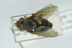  (Dolichogyna - QCAZI_267908)  @11 [ ] CC-BY-NC-ND (2024) QCAZ PUCE