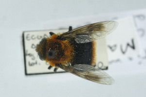  (Mallota rubicunda - QCAZI_267966)  @11 [ ] CC-BY-NC-ND (2024) QCAZ PUCE