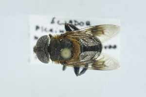  (Palpada mirabilis - QCAZI_268074)  @11 [ ] CC-BY-NC-ND (2024) QCAZ PUCE