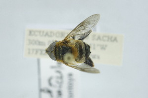  (Palpada geniculata - QCAZI_268181)  @11 [ ] CC-BY-NC-ND (2024) QCAZ PUCE