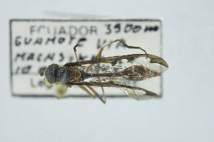  (Salpingogaster limbipennis - QCAZI_268504)  @11 [ ] CC-BY-NC-ND (2024) QCAZ PUCE