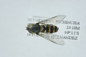  (Orphnabaccha golbacchi - QCAZI_268604)  @11 [ ] CC-BY-NC-ND (2024) QCAZ PUCE