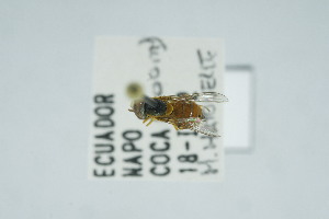  (Toxomerus productus - QCAZI_272821)  @11 [ ] CC-BY-NC-ND (2024) QCAZ PUCE