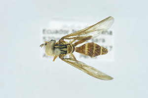  (Syrphus conjuncta - QCAZI_273059)  @11 [ ] CC-BY-NC-ND (2024) QCAZ PUCE