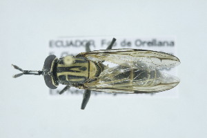  (Sphiximorpha barbipes - QCAZI_273087)  @11 [ ] CC-BY-NC-ND (2024) QCAZ PUCE