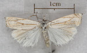  (Crambus uliginosella - RMZ7641_5)  @13 [ ] CreativeCommons - Attribution Non-Commercial Share-Alike (2015) Helgeland Museum Helgeland Museum