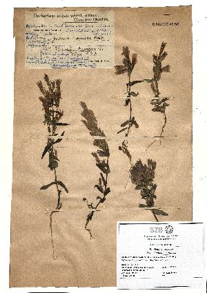  (Gentianella - SZB-28950)  @11 [ ] by-nc-sa (2025) Haus der Natur, Salzburg Haus der Natur, Salzburg