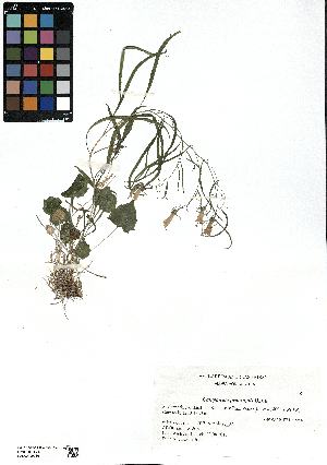  (Campanula praesignis - SZU50090036_01)  @11 [ ] by-nc-sa (2024) SZU University of Salzburg