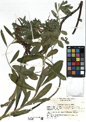  (Euphorbia austriaca - SZU50090039_01)  @11 [ ] by-nc-sa (2024) SZU University of Salzburg