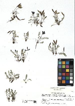  (Oxytropis triflora - SZU50090049_01)  @11 [ ] by-nc-sa (2024) SZU University of Salzburg