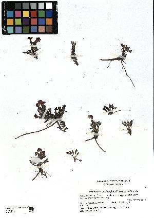  (Pedicularis aspleniifolia - SZU50090053_01)  @11 [ ] by-nc-sa (2024) SZU University of Salzburg
