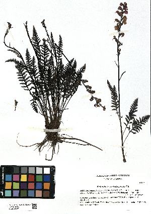  (Pedicularis rostratocapitata - SZU50090057_01)  @11 [ ] by-nc-sa (2024) SZU University of Salzburg