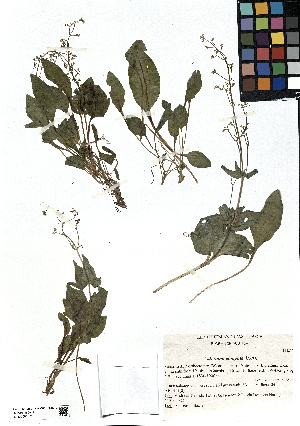 (Valeriana elongata - SZU50090071_01)  @11 [ ] by-nc-sa (2024) SZU University of Salzburg