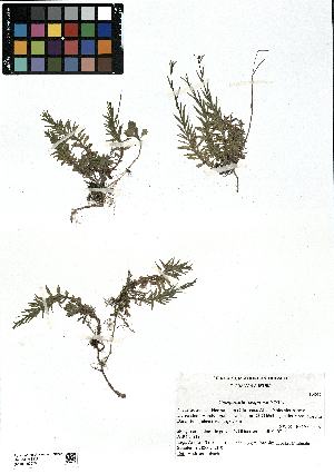  (Campanula caespitosa - SZU50090078_01)  @11 [ ] by-nc-sa (2024) SZU University of Salzburg