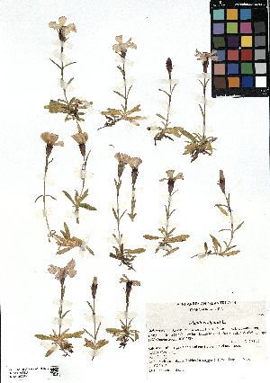  (Dianthus - SZU50090085_01)  @11 [ ] by-nc-sa (2024) SZU University of Salzburg