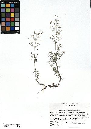  (Galium truniacum - SZU50090102_01)  @11 [ ] by-nc-sa (2024) SZU University of Salzburg