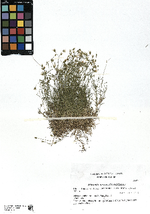  (Minuartia austriaca - SZU50090114_01)  @11 [ ] by-nc-sa (2024) SZU University of Salzburg