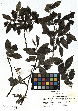  (Salix mielichhoferi - SZU50090132_01)  @11 [ ] by-nc-sa (2024) SZU University of Salzburg