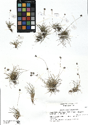  (Sesleria ovata - SZU50090150_01)  @11 [ ] by-nc-sa (2024) SZU University of Salzburg