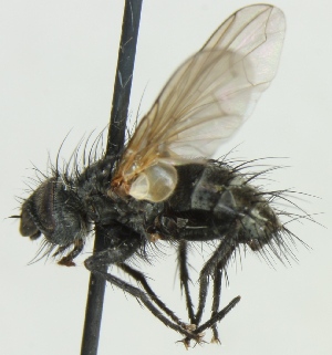  (Blepharomyia pagana - JP00079)  @13 [ ] CreativeCommons - Attribution Non-Commercial (2012) Marko Mutanen University of Oulu