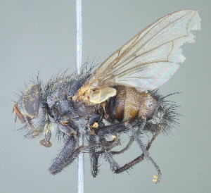  (Opsophasiopteryx sp. 1GnsNr - USNM1395862)  @11 [ ] (by) (2020) Unspecified Wright State University
