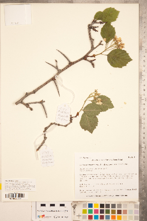  (Crataegus macracantha var. occidentalis - TRT280)  @11 [ ] Copyright (2012) Tim Dickinson Royal Ontario Museum