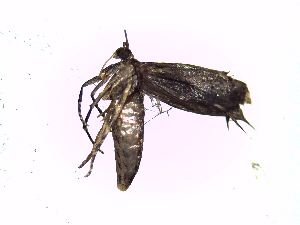  ( - Bs1)  @12 [ ] No Rights Reserved (2015) International Centre of Insect Physiology and Ecology International Centre of Insect Physiology and Ecology