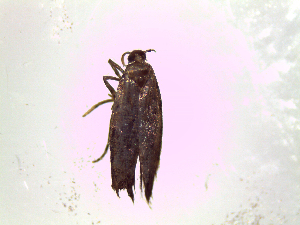  ( - Bug2)  @12 [ ] No Rights Reserved (2015) International Centre of Insect Physiology and Ecology International Centre of Insect Physiology and Ecology