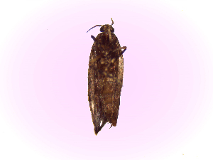  ( - Bug2)  @12 [ ] No Rights Reserved (2015) International Centre of Insect Physiology and Ecology International Centre of Insect Physiology and Ecology