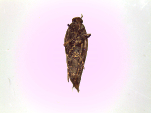  ( - Kbz3)  @12 [ ] No Rights Reserved (2015) International Centre of Insect Physiology and Ecology International Centre of Insect Physiology and Ecology