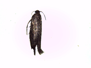  ( - Ltk3)  @12 [ ] No Rights Reserved (2015) International Centre of Insect Physiology and Ecology International Centre of Insect Physiology and Ecology