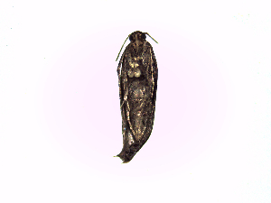  ( - Ltk3)  @12 [ ] No Rights Reserved (2015) International Centre of Insect Physiology and Ecology International Centre of Insect Physiology and Ecology