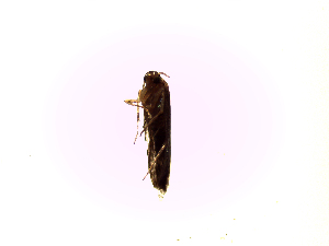  ( - Na1)  @12 [ ] No Rights Reserved (2015) International Centre of Insect Physiology and Ecology International Centre of Insect Physiology and Ecology