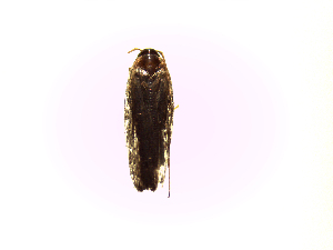  ( - Na2)  @12 [ ] No Rights Reserved (2015) International Centre of Insect Physiology and Ecology International Centre of Insect Physiology and Ecology