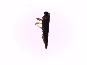  ( - TzAr1)  @12 [ ] No Rights Reserved (2015) International Centre of Insect Physiology and Ecology International Centre of Insect Physiology and Ecology