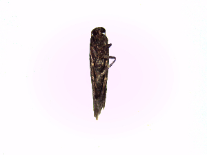  ( - TzAr1)  @12 [ ] No Rights Reserved (2015) International Centre of Insect Physiology and Ecology International Centre of Insect Physiology and Ecology