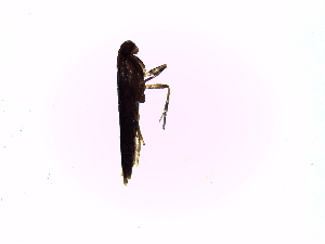  ( - TzAr1)  @12 [ ] No Rights Reserved (2015) International Centre of Insect Physiology and Ecology International Centre of Insect Physiology and Ecology