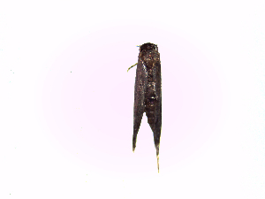  ( - TzAr5)  @12 [ ] No Rights Reserved (2015) International Centre of Insect Physiology and Ecology International Centre of Insect Physiology and Ecology