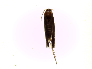  ( - TzMw13)  @12 [ ] No Rights Reserved (2015) International Centre of Insect Physiology and Ecology International Centre of Insect Physiology and Ecology