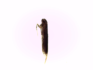  ( - TzMw24)  @12 [ ] No Rights Reserved (2015) International Centre of Insect Physiology and Ecology International Centre of Insect Physiology and Ecology
