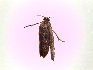  ( - TzMw31)  @12 [ ] No Rights Reserved (2015) International Centre of Insect Physiology and Ecology International Centre of Insect Physiology and Ecology