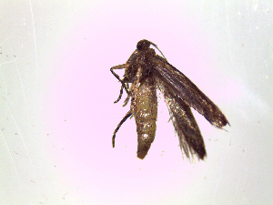  ( - TzMw42)  @12 [ ] No Rights Reserved (2015) International Centre of Insect Physiology and Ecology International Centre of Insect Physiology and Ecology