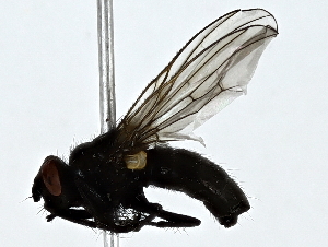  ( - BIOUG89994-F08)  @11 [ ] CreativeCommons - Attribution (2022) CBG Photography Group Centre for Biodiversity Genomics